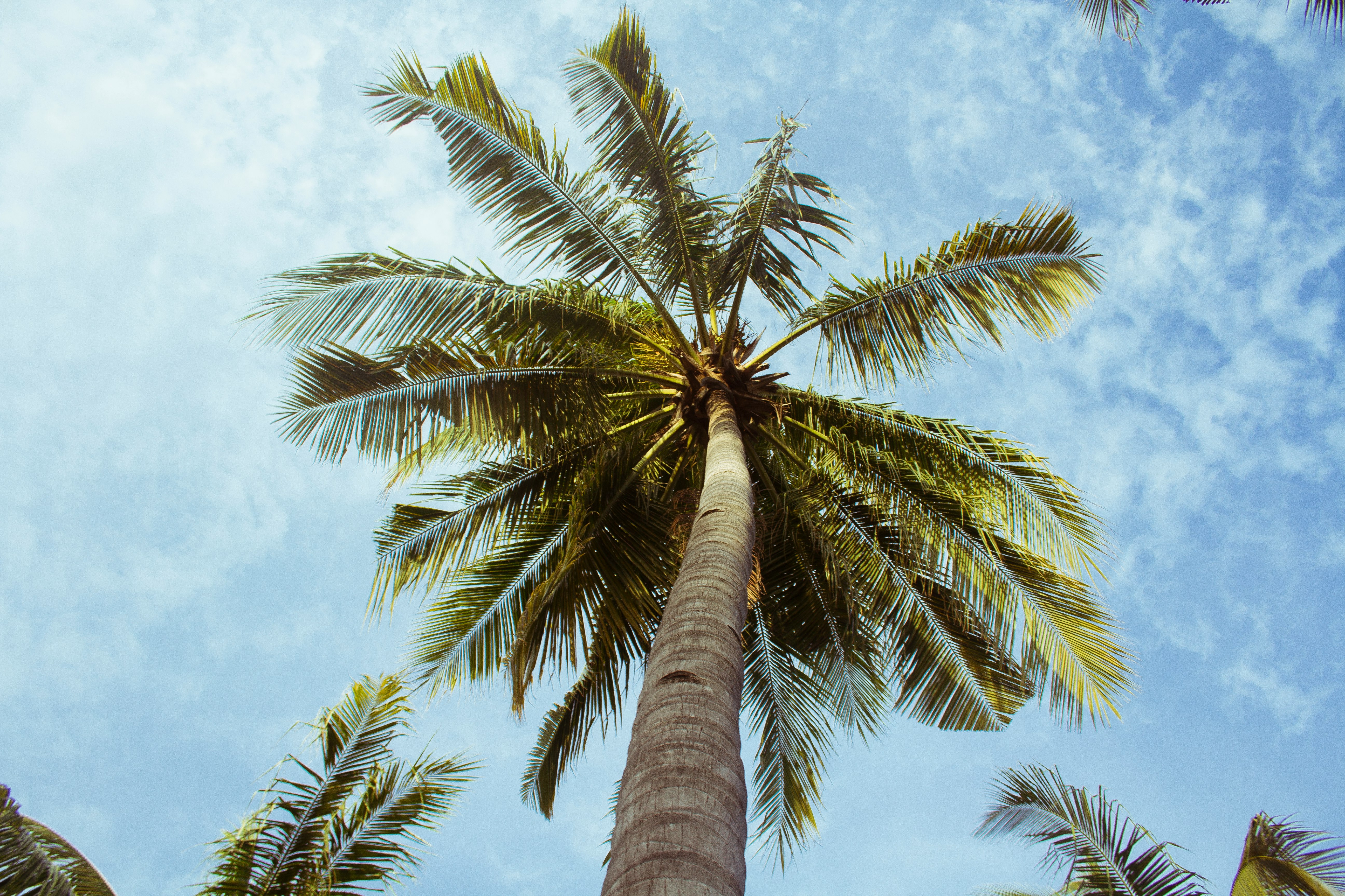 low angle photography green coconut tree